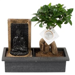 Фикус М. Горшок С Женьшенем ... 12 См В.... .29 см Будда Водяной Горшок ( Ficus M. Ginseng Pot W12cm