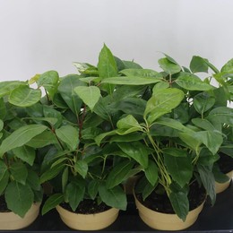 Шеффлера О.В. Актинофилл ( Schefflera Ov Actinophyll ) W 15 см H 40 см 1