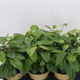 Шеффлера О.В. Актинофилл ( Schefflera Ov Actinophyll ) W 15 см H 40 см 2