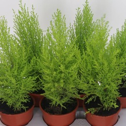 Купрессус Ма Голдкрест ( Cupressus Ma Goldcrestw ) W 15 см H 50 см