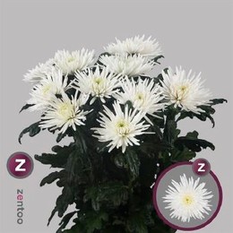Chrys Gr Anastasia (Хриз.одн.Анастасия) В70 ZENTOO