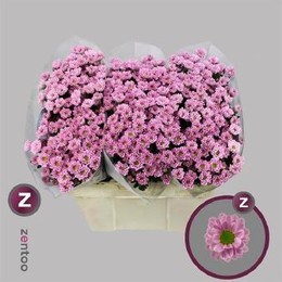 Chrys Santini Rossi Pink (Хриз Сантини Росси Пинк) В55 ZENTOO