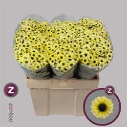 Chrys Santini Yin Yan creme (Хриз Сантини Инь Ян крем) В55 ZENTOO
