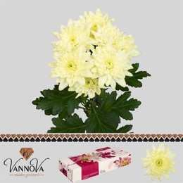 Chrys T Pina Colada Cream (Хриз куст Пина Колада Крем)В70
