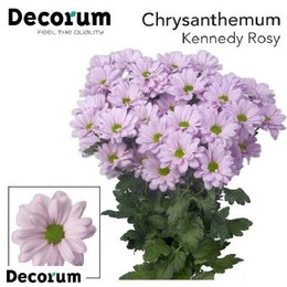 Chrys tr Kennedy Rosy (Хриз куст Кеннеди Росси) В70