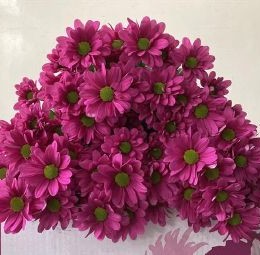 Chrys tr memphis Pink (Хриз куст. Мемфис Пинк) В70
