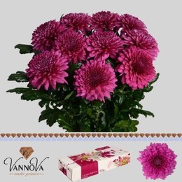 Chrys. gr. Lamira (Хриз одн. Ламира) В75