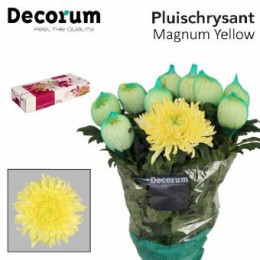 Chrys. gr. Magnum Yellow(Хриз. одн. Магнум желтый) В70