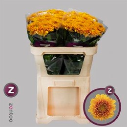 Chrys. gr. Willem Orange (Хриз одн. Вилем Оранжевый) В70 ZENTOO
