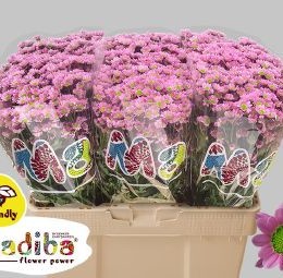 Chrys. San Madiba Tanga Pink (Хриз. Мадиба Танка пинк) В55
