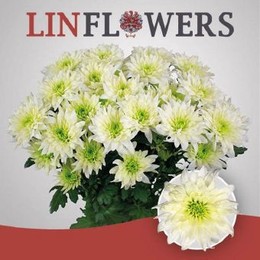 Chrys. tr. Baltica Lime (Хриз. куст. Балтика Лайм) В70