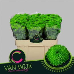 Chrysant Santini Country (Хризантема Сантини Каунтри) В55
