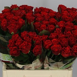 Rosa Gr El Toro (Роза Тр Эль торо) В60