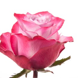Rose Deep Purple (Роза Дип Перпл) B60 Star Roses