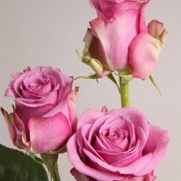 Rosa Gr Eq Cool Water (Роза Гр Экв Кул Ватер) В60 SUNSET VALLE