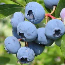 Голубика садовая Bluecrop (Блюкроп)