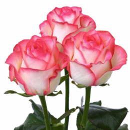 Rosa Gr Jumilia (Роза Джумилия) В70 Армения