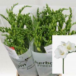 Freesia Wonderful White (Фрезия Вандефул Вайт)В50