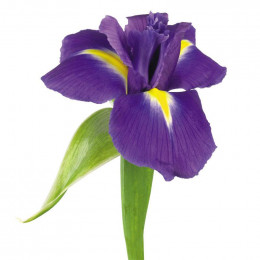 Iris Blue Magic Ex Veco - Showing Colour (Ирис Блу Мэджик Экс Веко - Шовинг Колор) В60EX