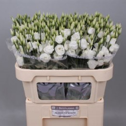 Eustoma G Rosita White (Эустома Росита Пьюр Вайт) В72