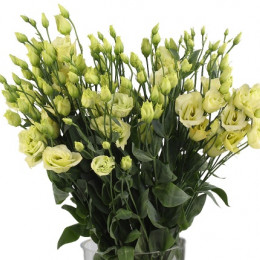 Eustoma du alissa green (Эустома Ду Алиса Грин) В60