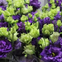 Eustoma Du Alissa Blue (Эустома Ду Алисса Блу) В75EX