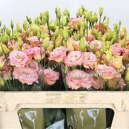 Eustoma G Reina Champagn (Эустома Г Реина Шампан) В75