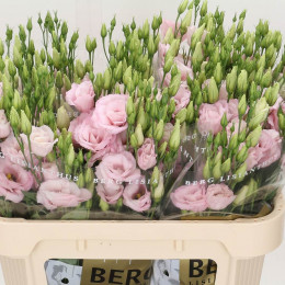 Eustoma G Arena L Pink (Эустома Арена Л Пинк) В70