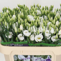 Eustoma en piccolo white (Эустома эн Пикколо Вайт) В70