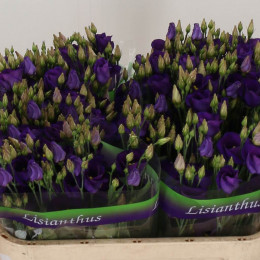 Eustoma En Piccolo Violet (Эустома эн Пикколо Виолет) В75