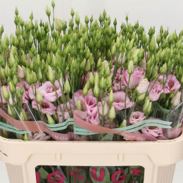Eustoma Du Arena Light Pink (Эустома ду Арена Лайт Пинк) В75