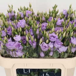 Eustoma Du Croma Lavender (Эустома Ду Крома Лавандер) В75