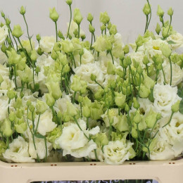 Eustoma Du Alissa White (Эустома Ду Алисса вайт) В75