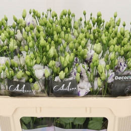 Eustoma G Fleurelis Blue (Эустома Флерлис Блю) В70