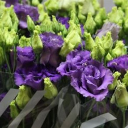 Eustoma Du Corelli Bleu (Эустома Ду Корелли Блу) В75