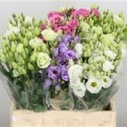 Eustoma G Mixed in bucket (Эустома Микс ин Букет) В65