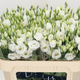 Eustoma Du Rosita White (Эустома Ду Росита Вайт) В75