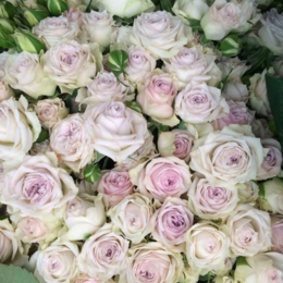 Rosa tr Silver Rain (Роза тр Сильвер Рейн) В70 Ступино