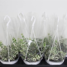 Фикус пумила Белый Солнечный кулон ( Ficus pumila White Sunny Hanger ) W 15 см H см