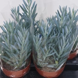 Curio Ficoides Гора Эверест (Сенецио) ( Curio Ficoides Mt Everest (senecio) ) W 15 см H 35 см