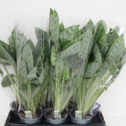 Калатея Леопардина ( Calathea Leopardina ) W 14 см H 60 см