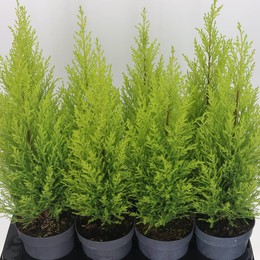 Купрессус Ма Голдкрест ( Cupressus Ma Goldcrestw ) W 14 см H 50 см