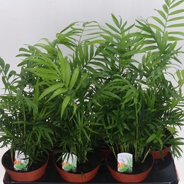 Хамедорея Элегантная ( Chamaedorea Elegans ) W 15 см H 50 см