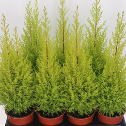 Купрессус Ма Голдкрест ( Cupressus Ma Goldcrestw ) W 14 см H 60 см