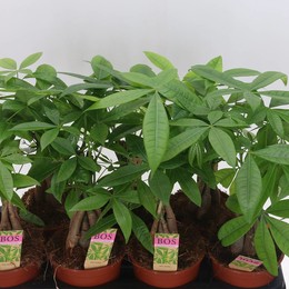 Пачира Водная ( Pachira Aquatica ) W 14 см H 40 см 1