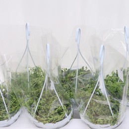 Сенецио Херрейанус ( Senecio Herreianus ) W 14 см H см