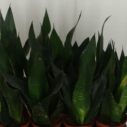 Сансевиерия ( Sansevieria ) W 14 см H 45 см