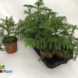 Араукария Гетерофильная ( Araucaria Heterophyl ) W 14 см H 30 см