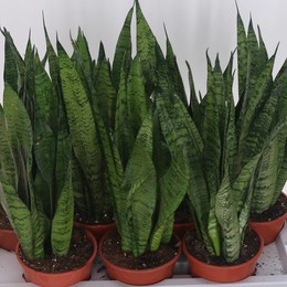 Сансевиерия Зейланика ( Sansevieria Zeylanica ) W 14 см H 50 см 1