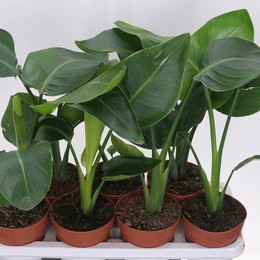 Стрелиция Николай ( Strelitzia Nicolai ) W 14 см H 60 см